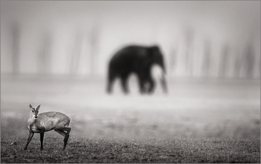  Barking Deer and Elephant | Fine Art | Creative & Artistic Nature Photography | Copyright © 1993-2017 Ganesh H. Shankar