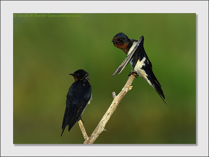 Barn Swallows | Fine Art | Creative & Artistic Nature Photography | Copyright © 1993-2017 Ganesh H. Shankar
