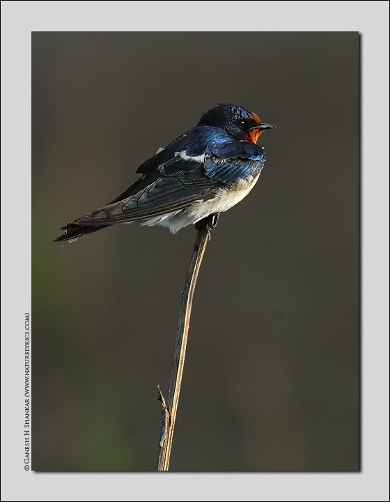 Barn Swallow, Hesarghatta | Fine Art | Creative & Artistic Nature Photography | Copyright © 1993-2017 Ganesh H. Shankar