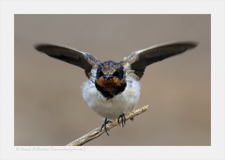 Barn Swallow | Fine Art | Creative & Artistic Nature Photography | Copyright © 1993-2017 Ganesh H. Shankar