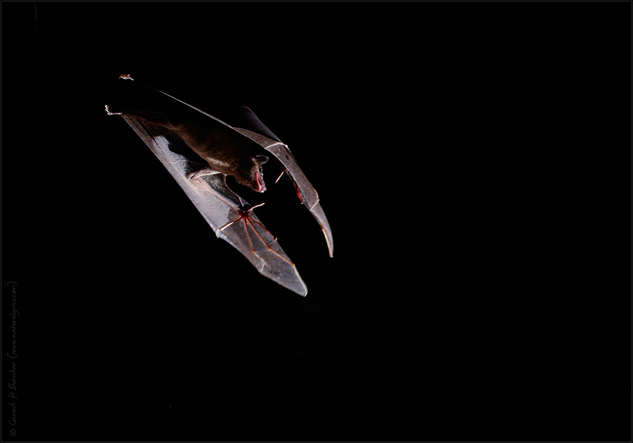 Bat in Flight | Fine Art | Creative & Artistic Nature Photography | Copyright © 1993-2017 Ganesh H. Shankar