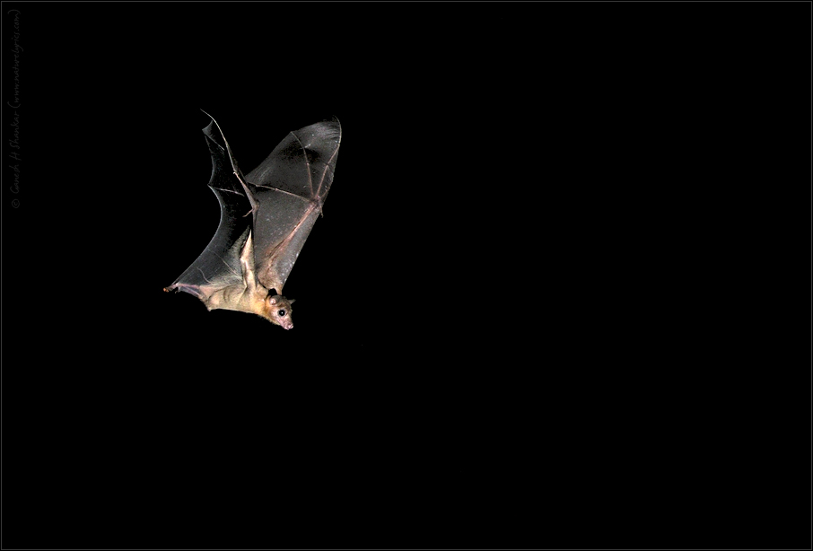 Fruit Bat in Flight at Night | Fine Art | Creative & Artistic Nature Photography | Copyright © 1993-2017 Ganesh H. Shankar