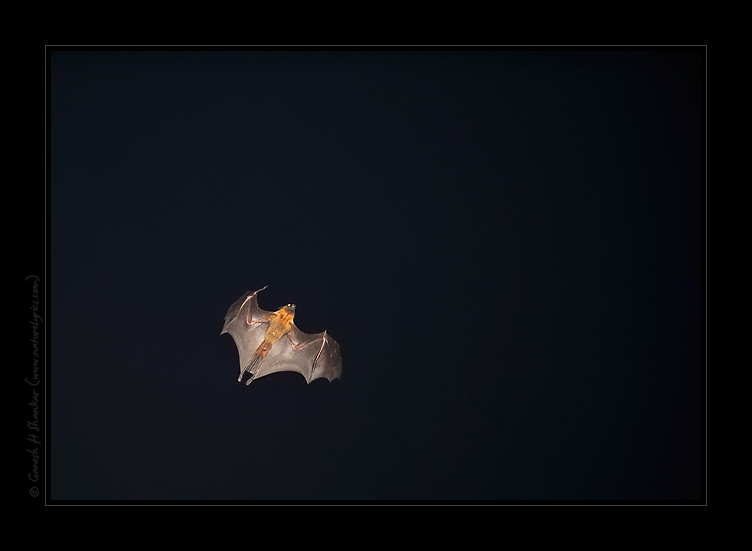 Flying Fox Bat | Pteropus Giganteus | Night Flight  | Fine Art | Creative & Artistic Nature Photography | Copyright © 1993-2017 Ganesh H. Shankar