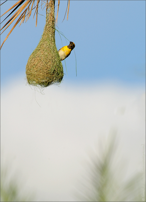 Weaver Bird Nest | Fine Art | Creative & Artistic Nature Photography | Copyright &copy; 1993-2017 Ganesh H. Shankar