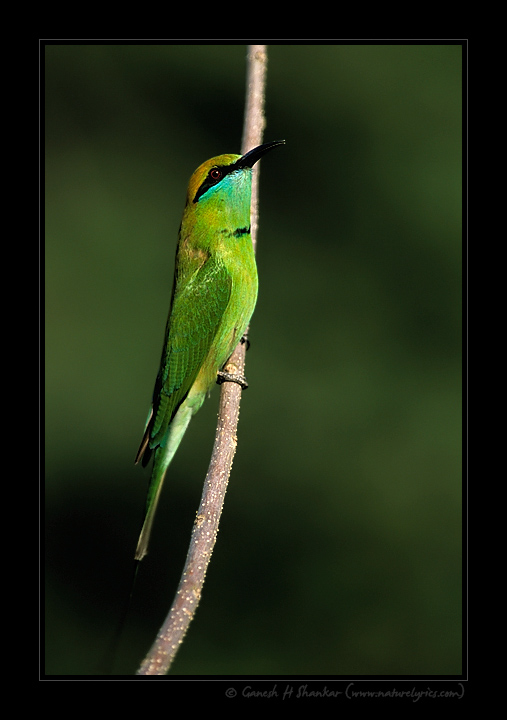 Green Bee-Eater | Fine Art | Creative & Artistic Nature Photography | Copyright © 1993-2017 Ganesh H. Shankar