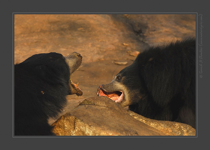 Sloth Bears Fighting, Daroji Sloth Bear Sanctuary, India | Fine Art | Creative & Artistic Nature Photography | Copyright &copy; 1993-2017 Ganesh H. Shankar