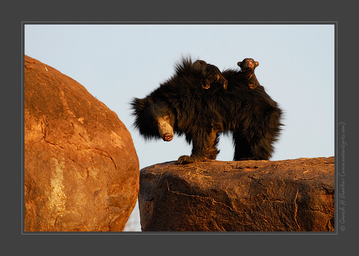 Sloth Bears - Mother and Cub, Daroji Sloth Bear Sanctuary, India | Fine Art | Creative & Artistic Nature Photography | Copyright &copy; 1993-2017 Ganesh H. Shankar