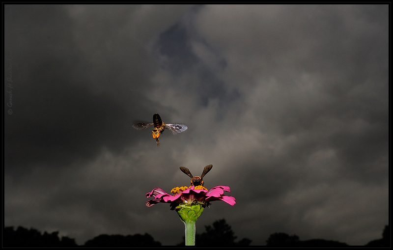Bees on a Flower | Fine Art | Creative & Artistic Nature Photography | Copyright © 1993-2017 Ganesh H. Shankar