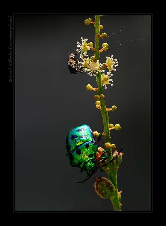 Beetle and Bee, TG Halli, near Bangalore | Fine Art | Creative & Artistic Nature Photography | Copyright © 1993-2017 Ganesh H. Shankar