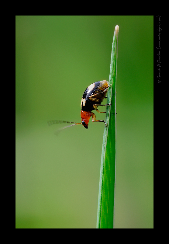 May be this one is a beetle (?) | Fine Art | Creative & Artistic Nature Photography | Copyright © 1993-2017 Ganesh H. Shankar
