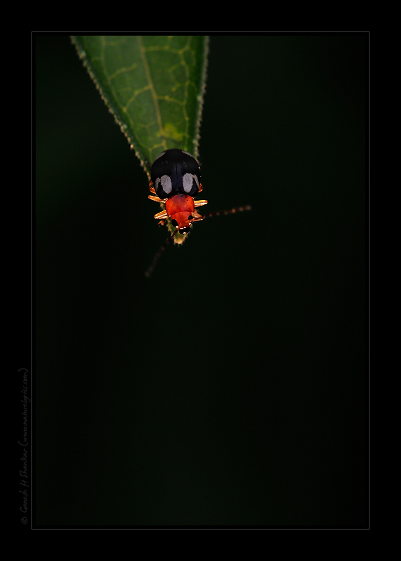 Some Beetle (?) on a leaf | Fine Art | Creative & Artistic Nature Photography | Copyright © 1993-2017 Ganesh H. Shankar