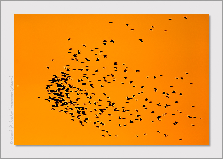 Birds Flock at Sunset | Fine Art | Creative & Artistic Nature Photography | Copyright © 1993-2017 Ganesh H. Shankar