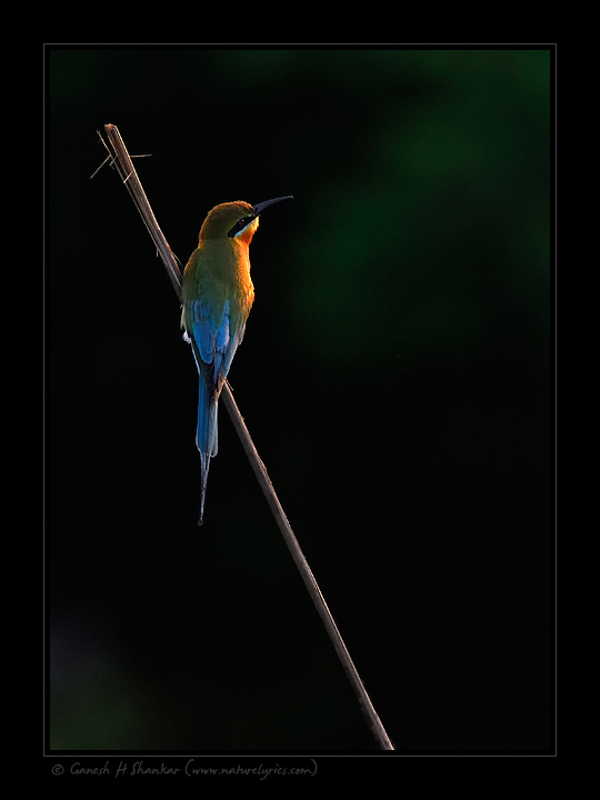 Blue Tailed Bee Eater | Fine Art | Creative & Artistic Nature Photography | Copyright &copy; 1993-2017 Ganesh H. Shankar