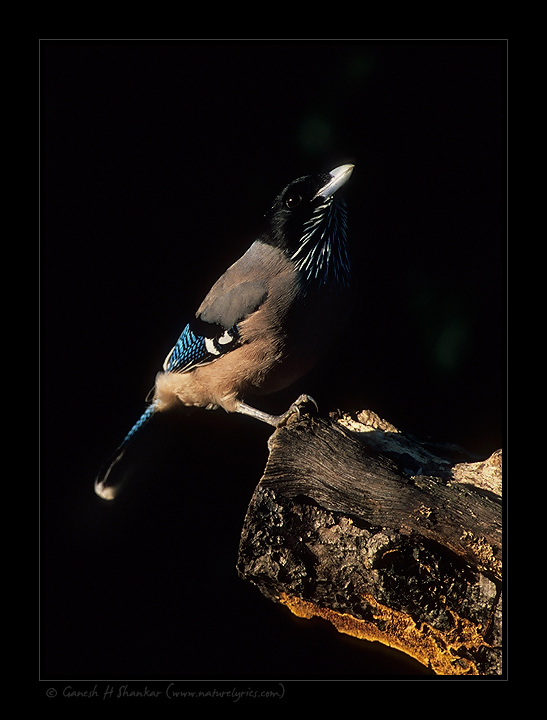 Black Headed Jay | Fine Art | Creative & Artistic Nature Photography | Copyright © 1993-2017 Ganesh H. Shankar