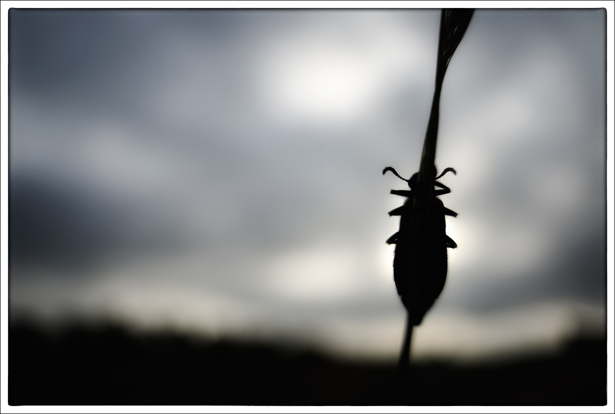 Blister Beetle  Silhoutte  | Fine Art | Creative & Artistic Nature Photography | Copyright © 1993-2017 Ganesh H. Shankar