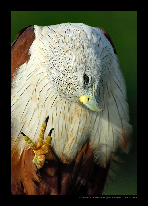 Brahmini Kite | Fine Art | Creative & Artistic Nature Photography | Copyright &copy; 1993-2017 Ganesh H. Shankar
