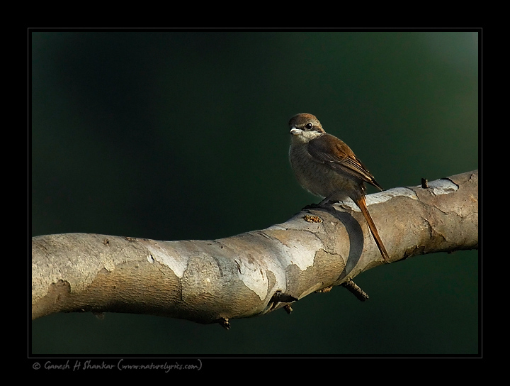 Brown Shrike | Fine Art | Creative & Artistic Nature Photography | Copyright © 1993-2017 Ganesh H. Shankar