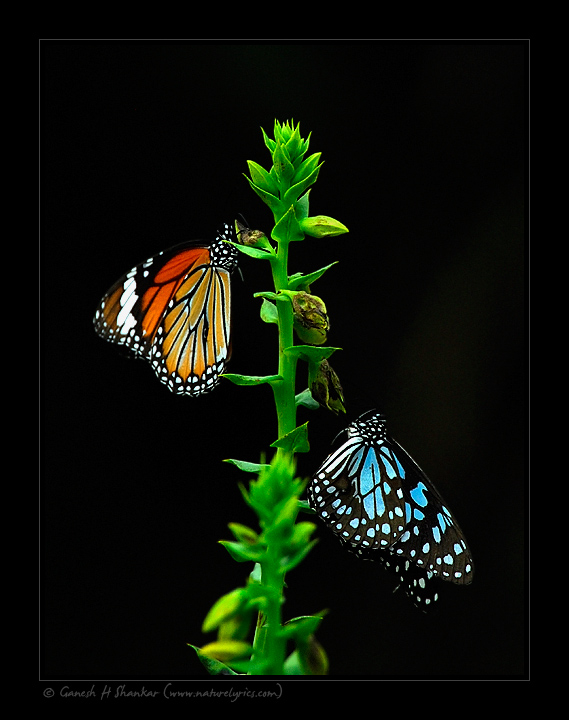 Butterflies, Corbet National Park, India | Fine Art | Creative & Artistic Nature Photography | Copyright © 1993-2017 Ganesh H. Shankar