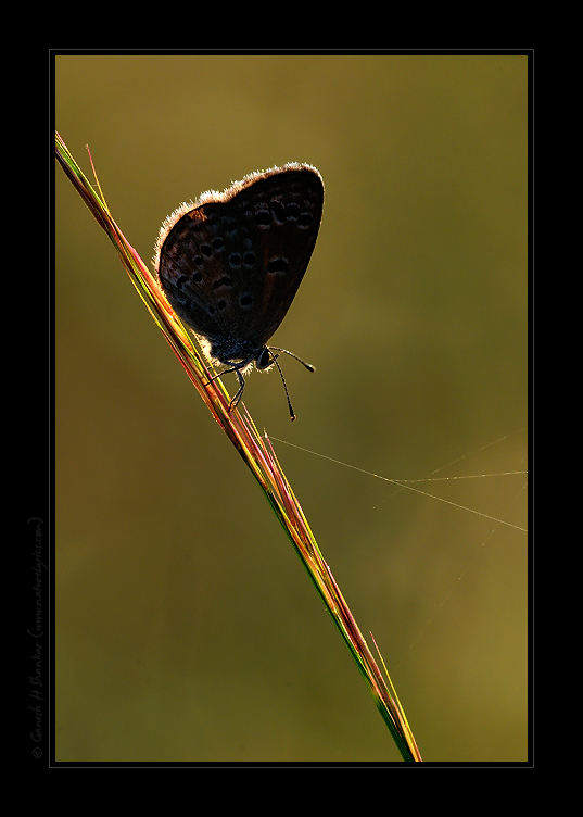 Grass Blue Butterfly | Fine Art | Creative & Artistic Nature Photography | Copyright © 1993-2017 Ganesh H. Shankar
