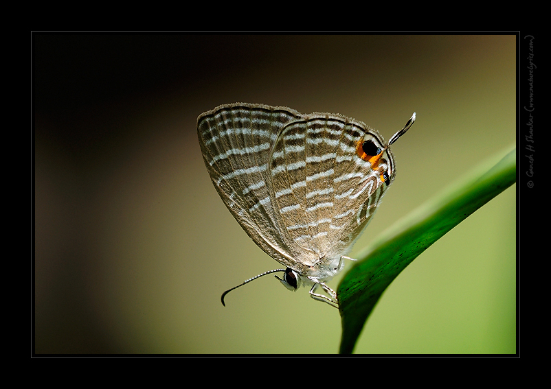 Butterfly - Common Cerulean | Fine Art | Creative & Artistic Nature Photography | Copyright © 1993-2017 Ganesh H. Shankar