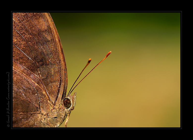 Butterfly - a perspective | Fine Art | Creative & Artistic Nature Photography | Copyright © 1993-2017 Ganesh H. Shankar