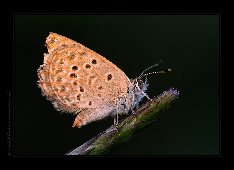 Butterfly Portrait | Fine Art | Creative & Artistic Nature Photography | Copyright © 1993-2017 Ganesh H. Shankar
