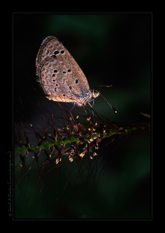 A Butterfly | Fine Art | Creative & Artistic Nature Photography | Copyright © 1993-2017 Ganesh H. Shankar