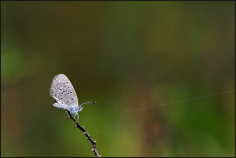 Butterfly and Web strand | Fine Art | Creative & Artistic Nature Photography | Copyright © 1993-2017 Ganesh H. Shankar