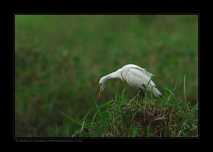 Cattle Egret | Fine Art | Creative & Artistic Nature Photography | Copyright &copy; 1993-2017 Ganesh H. Shankar
