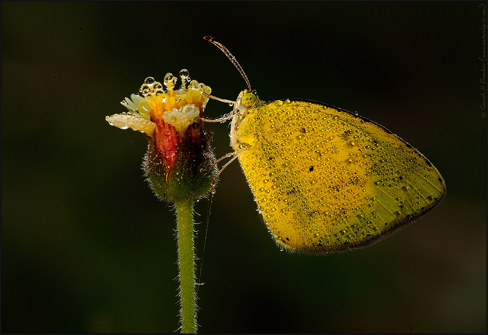 Common Grass Yellow Butterfly | Fine Art | Creative & Artistic Nature Photography | Copyright © 1993-2017 Ganesh H. Shankar