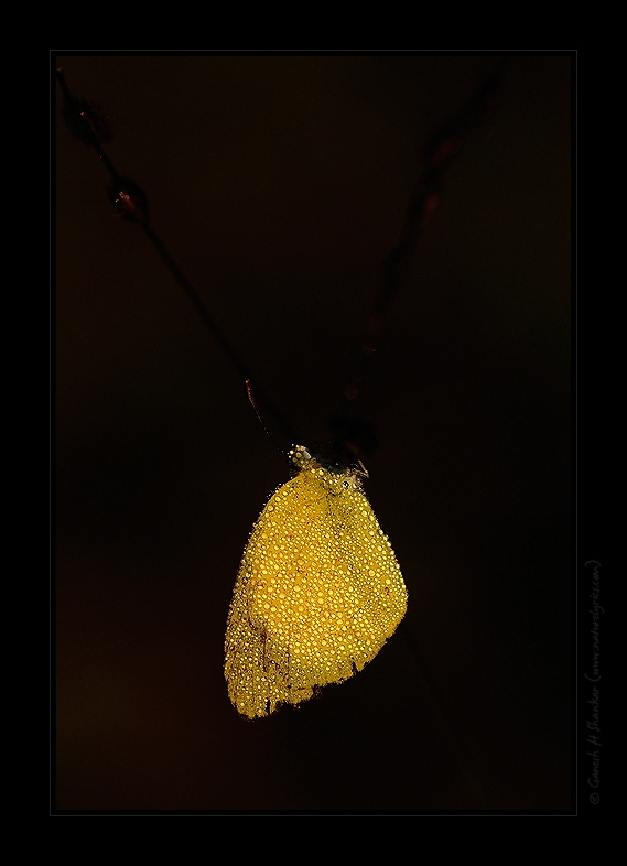 Butterfly - Common Grass Yellow. | Fine Art | Creative & Artistic Nature Photography | Copyright © 1993-2017 Ganesh H. Shankar