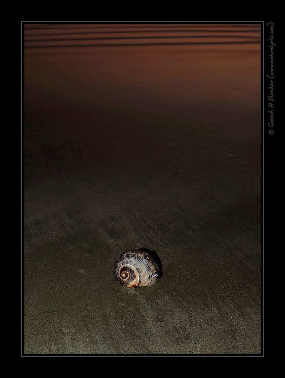 Conch Shell - After Sunset | Fine Art | Creative & Artistic Nature Photography | Copyright © 1993-2017 Ganesh H. Shankar