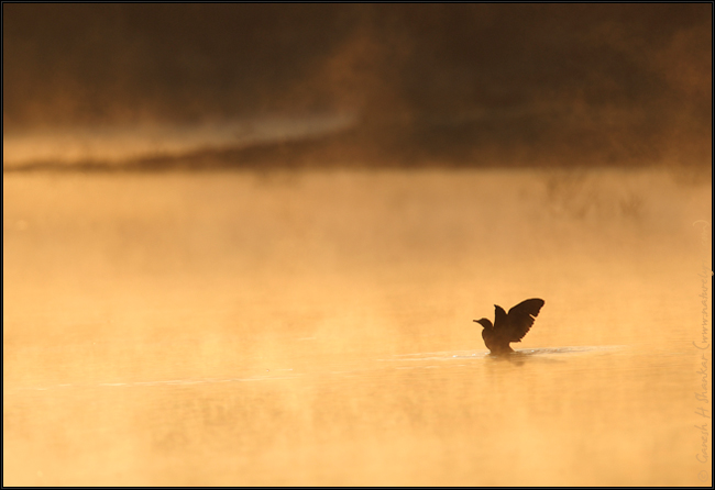 Cormorant in a misty morning | Fine Art | Creative & Artistic Nature Photography | Copyright © 1993-2017 Ganesh H. Shankar