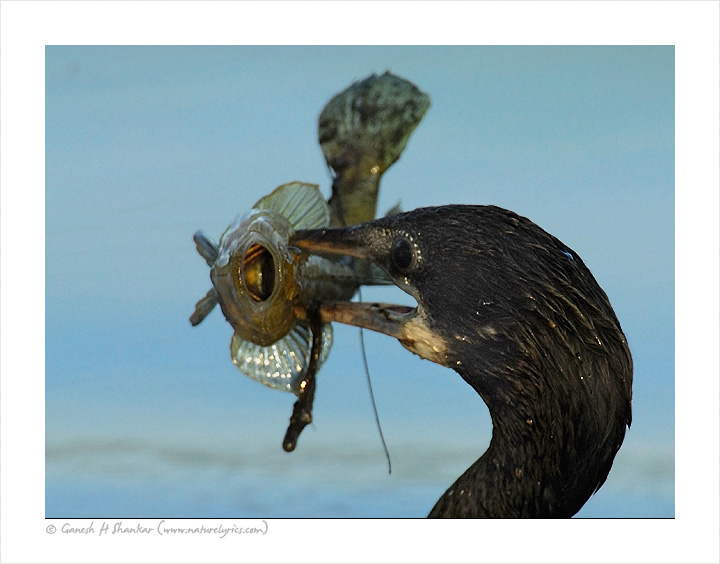 Cormorant with Fish | Fine Art | Creative & Artistic Nature Photography | Copyright © 1993-2017 Ganesh H. Shankar