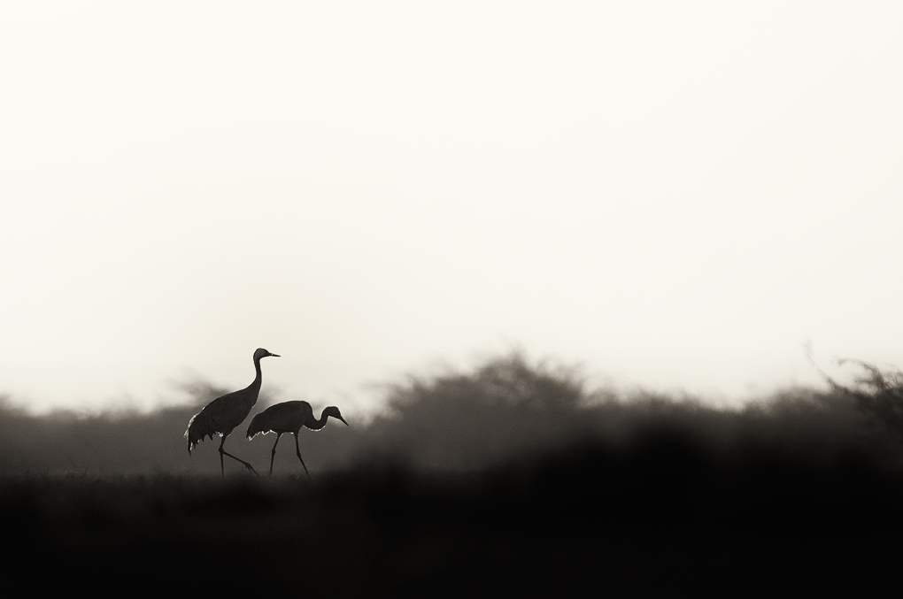 Common Cranes at Sunrise | Fine Art | Creative & Artistic Nature Photography | Copyright &copy; 1993-2017 Ganesh H. Shankar