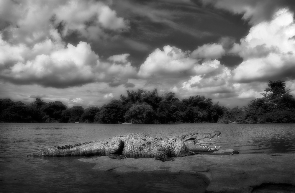 Crocodile in its habitat, Ranganathittu Bird Sanctuary, India | Fine Art | Creative & Artistic Nature Photography | Copyright © 1993-2017 Ganesh H. Shankar