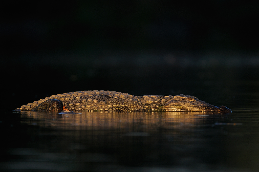  Spotlit Crocodile  | Fine Art | Creative & Artistic Nature Photography | Copyright © 1993-2017 Ganesh H. Shankar