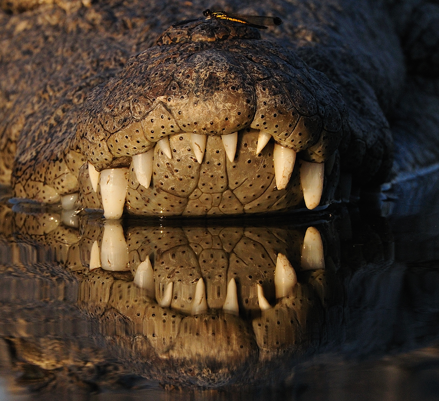  Crocodile's Mouth  | Fine Art | Creative & Artistic Nature Photography | Copyright © 1993-2017 Ganesh H. Shankar