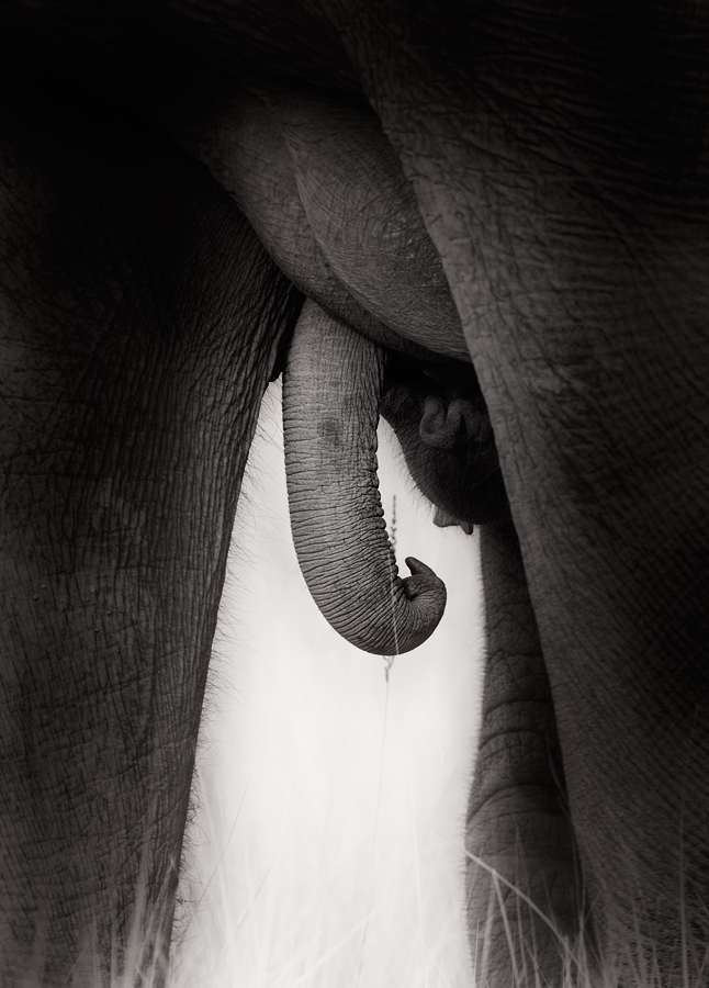 Elephant and Cub - Milking | Fine Art | Creative & Artistic Nature Photography | Copyright © 1993-2017 Ganesh H. Shankar