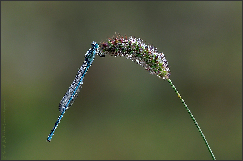 Damselfly covered with dew drops | Fine Art | Creative & Artistic Nature Photography | Copyright © 1993-2017 Ganesh H. Shankar