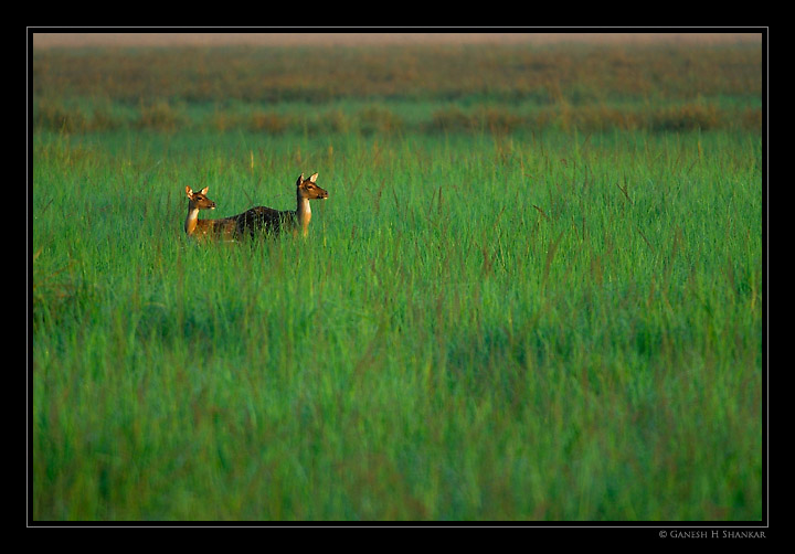 Deers - Alerted | Fine Art | Creative & Artistic Nature Photography | Copyright © 1993-2017 Ganesh H. Shankar