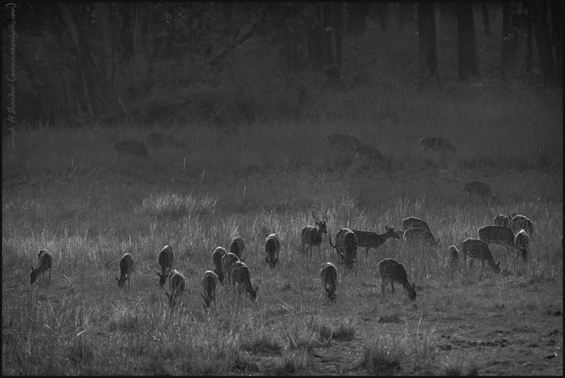 Deers in Grassland | Fine Art | Creative & Artistic Nature Photography | Copyright © 1993-2017 Ganesh H. Shankar