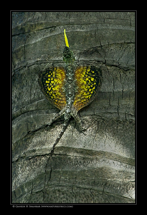  Draco wingspread | Gliding Lizard | Draco Dussumieri | Fine Art | Creative & Artistic Nature Photography | Copyright © 1993-2017 Ganesh H. Shankar