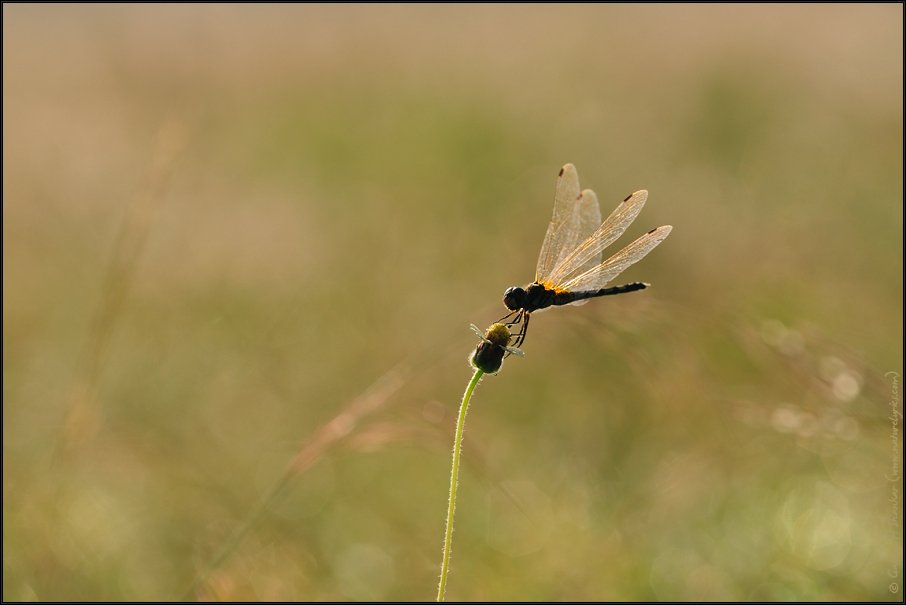 Dragonfly in Grassland | Fine Art | Creative & Artistic Nature Photography | Copyright © 1993-2017 Ganesh H. Shankar