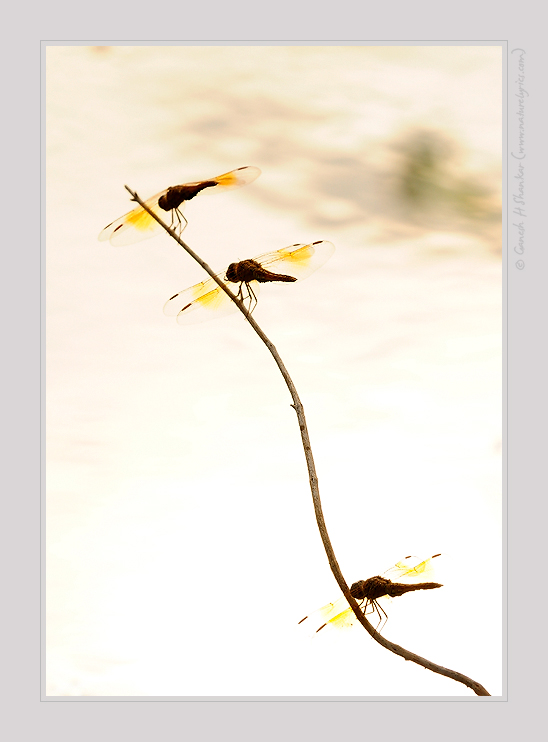 Dragonflies | Fine Art | Creative & Artistic Nature Photography | Copyright © 1993-2017 Ganesh H. Shankar