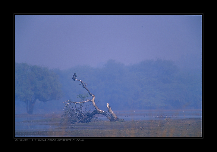 Spotted Eagle, Bharatpur | Fine Art | Creative & Artistic Nature Photography | Copyright © 1993-2017 Ganesh H. Shankar