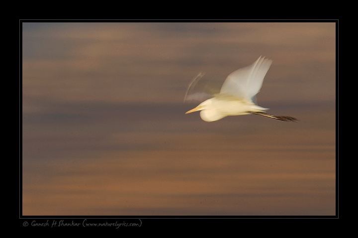 Egret in flight | Fine Art | Creative & Artistic Nature Photography | Copyright &copy; 1993-2017 Ganesh H. Shankar