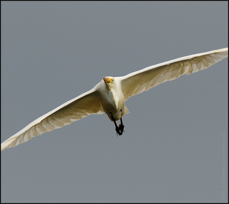 Egret in flight | Fine Art | Creative & Artistic Nature Photography | Copyright &copy; 1993-2017 Ganesh H. Shankar
