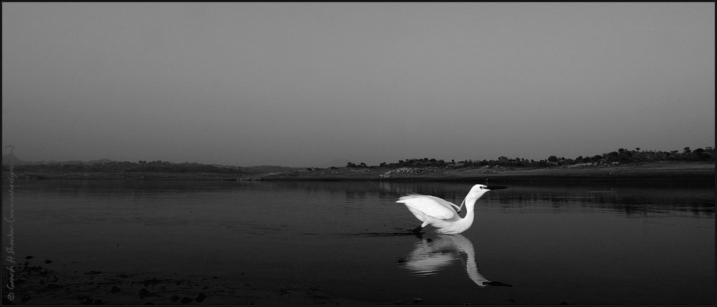 An egret take off | Fine Art | Creative & Artistic Nature Photography | Copyright © 1993-2017 Ganesh H. Shankar