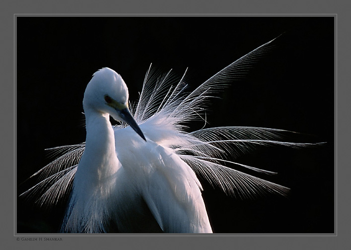Artistic Egret | Fine Art | Creative & Artistic Nature Photography | Copyright © 1993-2017 Ganesh H. Shankar